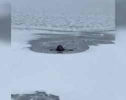 Firefighter Dives Into Frozen Lake After Locking Eyes With Dog Trapped In Ice