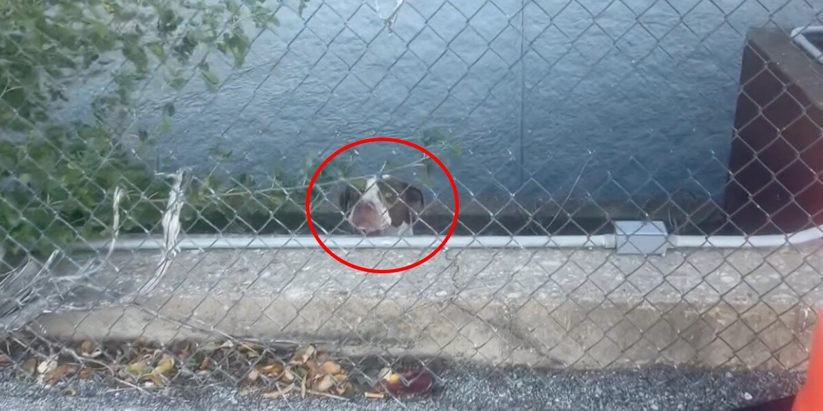 Stray Dog Trapped On Tiny Ledge Cries Out Until Rescuer Hears Him