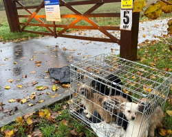 Worker Shows Up During Storm — And Finds Crate Stuffed With Shivering Puppies