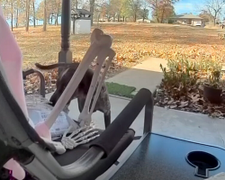 Porch Pirate Turns Out To Be Fluffy — And Steals Package Right From Skeleton Guard