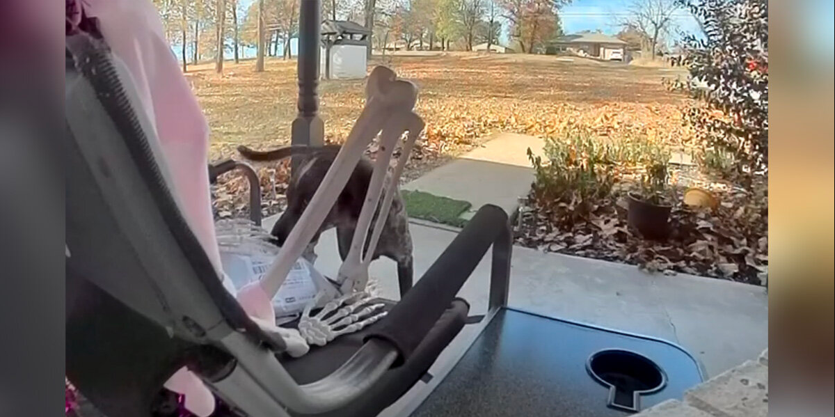 Porch Pirate Turns Out To Be Fluffy — And Steals Package Right From Skeleton Guard