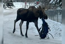 Anchorage Moose Roams City With Surprising Hitchhiker Tangled In His Antlers