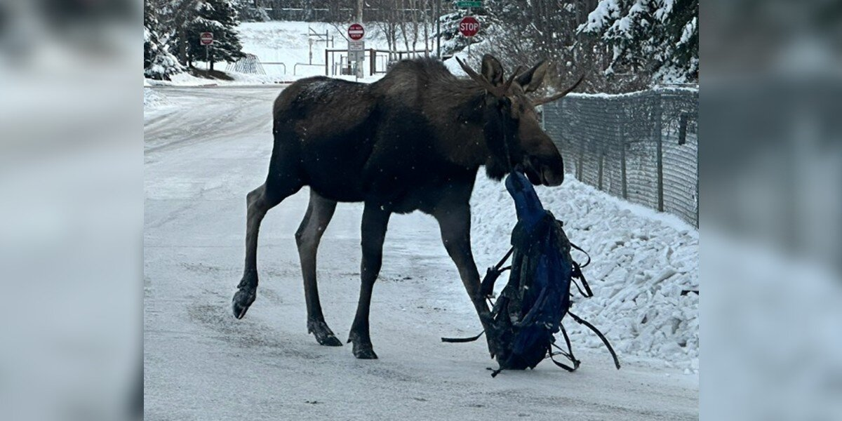 Anchorage Moose Roams City With Surprising Hitchhiker Tangled In His Antlers
