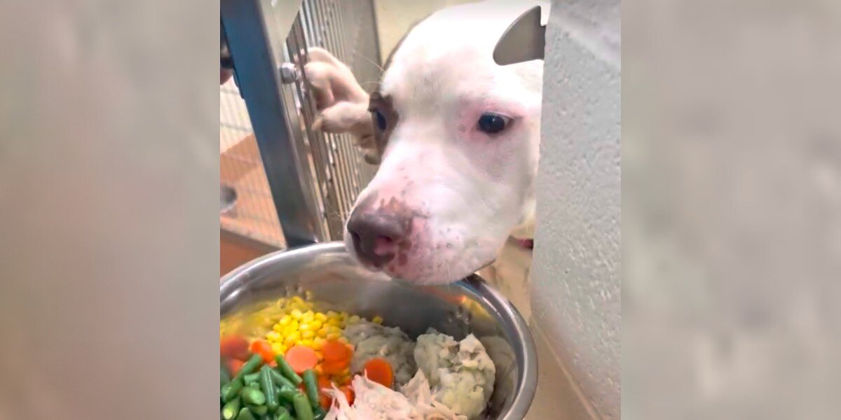 These Shelter Dogs Are Facing Another Thanksgiving Without a Family — And It’s Heartbreaking