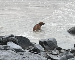 Dog Left Alone On Beach Spent Weeks Searching The Water For The Family Who Abandoned Him