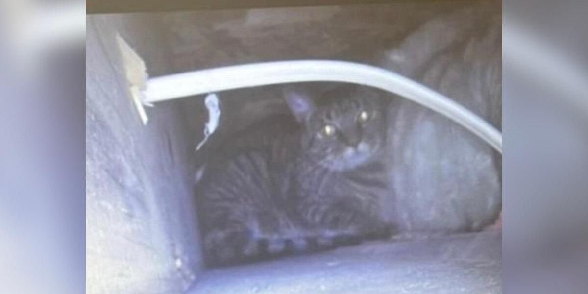 Woman Loses Her Cat For Weeks — Then Hears Faint Meows Coming From Inside Her Bathroom Wall