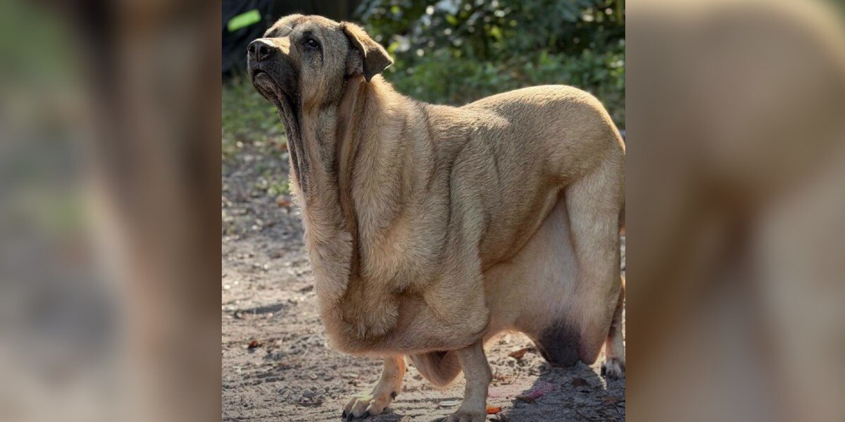 Man Is Amazed As His Rescue Dog Slowly Turns Into An Adorable, Floppy “Puddle”
