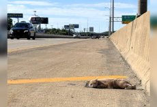 Driver Pulls Over For Cat Lying Motionless On Highway — Then Sees Him Blink