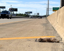 Driver Pulls Over For Cat Lying Motionless On Highway — Then Sees Him Blink