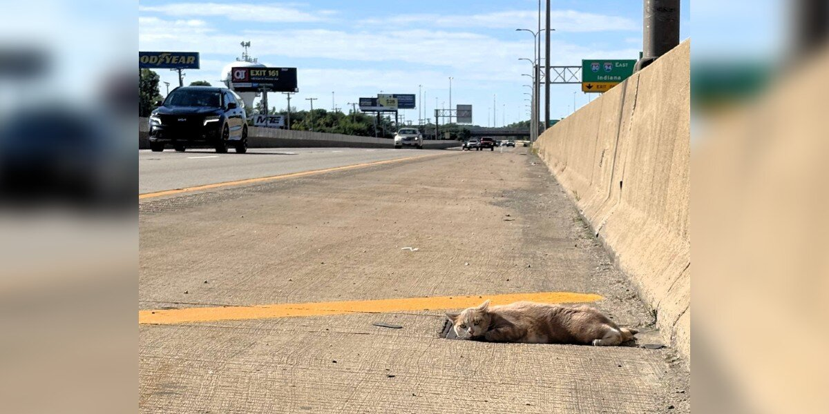 Driver Pulls Over For Cat Lying Motionless On Highway — Then Sees Him Blink