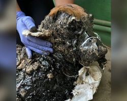 Dog Rescued From Open Tar Pit Is Unrecognizable After 72 Hours Of Care