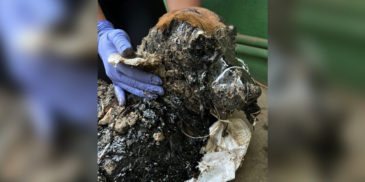 Dog Rescued From Open Tar Pit Is Unrecognizable After 72 Hours Of Care