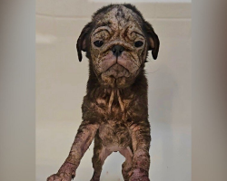 Pink, Wrinkly Puppy With Cracked Skin Is Unrecognizable After Finally Feeling Loved