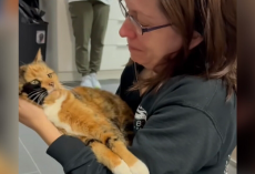 Cat Missing For 8 Years Finally Finds Her Way Home — And Her Mom Breaks Down In Tears
