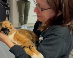 Cat Missing For 8 Years Finally Finds Her Way Home — And Her Mom Breaks Down In Tears