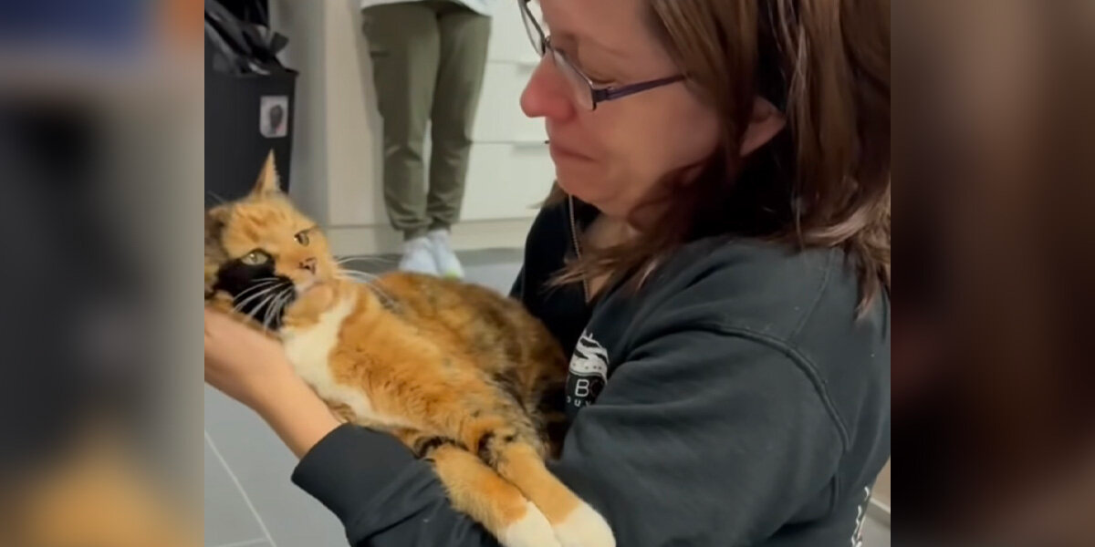 Cat Missing For 8 Years Finally Finds Her Way Home — And Her Mom Breaks Down In Tears