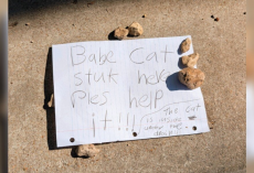 Handwritten Note From Elementary School Kids Leads Rescuer To Kitten Trapped In Storm Drain