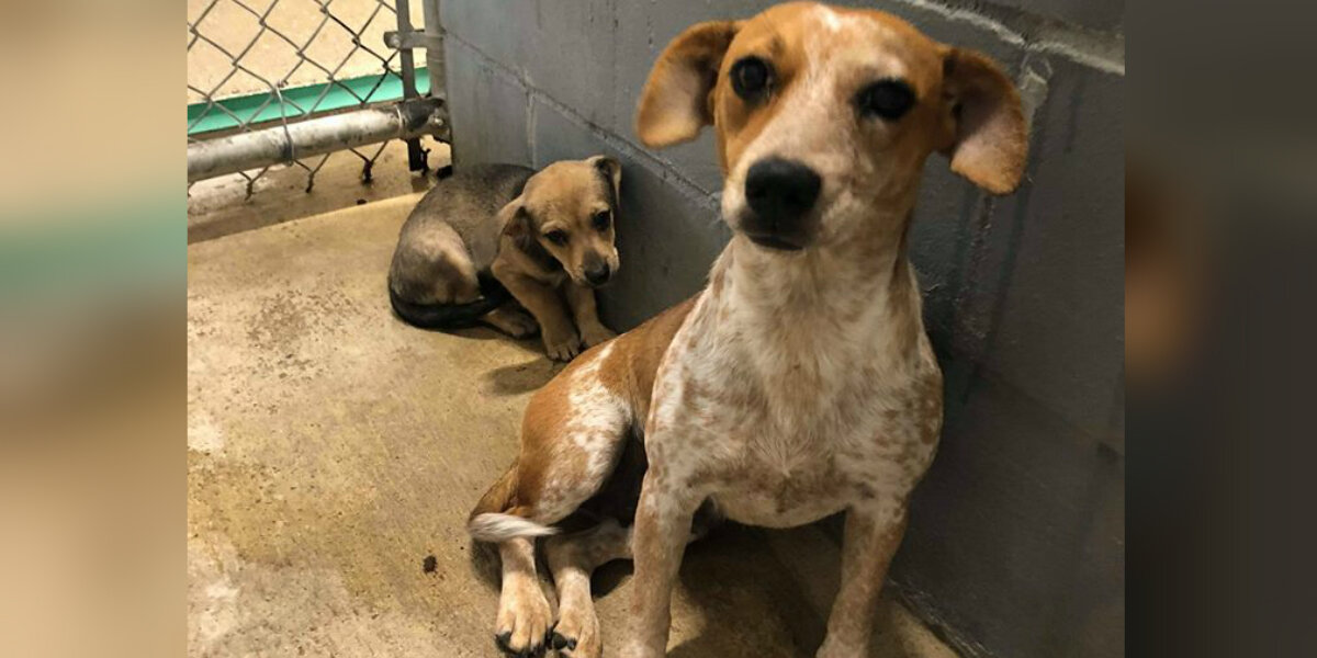 Terrified Mom Dog Tries To Shield Her Puppy Inside Overcrowded Shelter