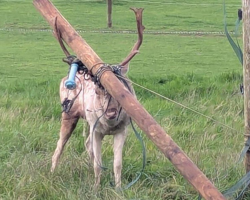 Deer Gets Antlers Tangled In Fence — And Ends Up Dragging A 6-Foot Wooden Post