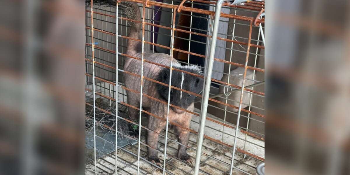 Bald, Mangy Skunk Walks Into Wildlife Center — And Quietly Asks For Help