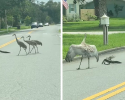 Family Pulls Over As Cranes Team Up To Safely Escort A Young Alligator Across The Road