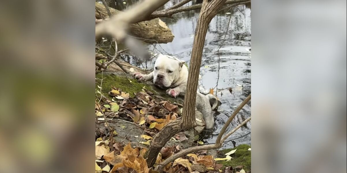 Terrified Dog Clings To Icy Creek Bank Until Strangers Team Up To Save Her