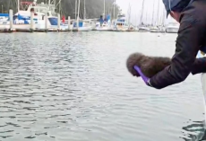 Rescuers Play Crying Baby’s Calls Over A Speaker — Then Watch An Otter Mom Rise From The Waves