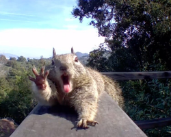 Camera Captures Groggy Squirrel’s First Stretch After Months of Hibernation — And It’s Pure Joy