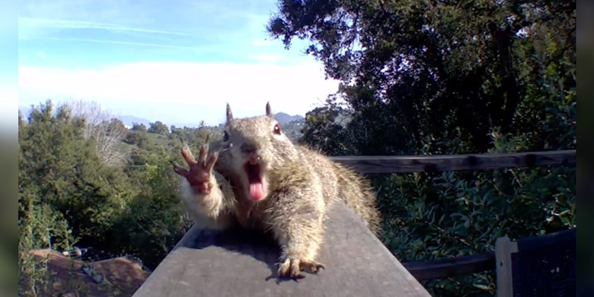 Camera Captures Groggy Squirrel’s First Stretch After Months of Hibernation — And It’s Pure Joy