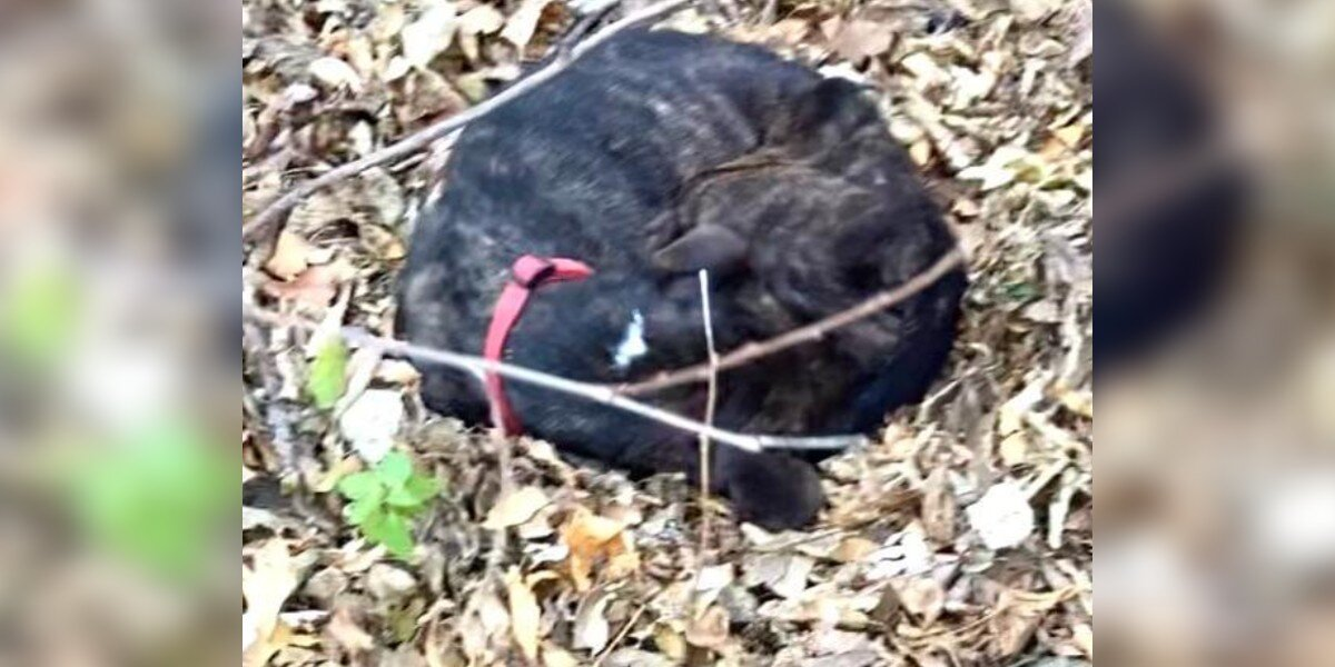 Starving Dog Found Wrapped in Fallen Leaves as He Waited for Someone to Save Him
