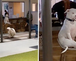 Judgmental Pup Sits On Barstool At Doggy Day Care And Wants Nothing To Do With Anyone