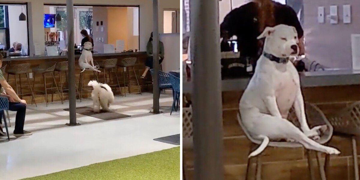 Judgmental Pup Sits On Barstool At Doggy Day Care And Wants Nothing To Do With Anyone