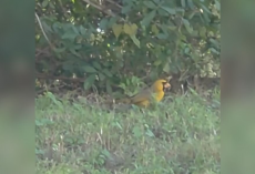 Gardener Spots Strange Yellow Shape In Her Yard — Then Realizes She’s Looking At A Rare Cardinal