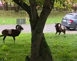 Hospital Visitor Looks Outside — And Spots An Unexpected Wildlife Battle Unfolding