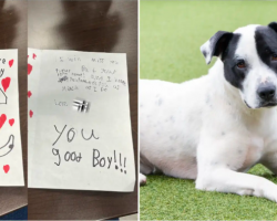 Shelter Writes Back After Kids Leave Heartbreaking Note With Dog They Had To Give Up