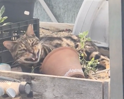 Man Finds A Cat Has Broken Into Greenhouse — And Realizes Exactly Why