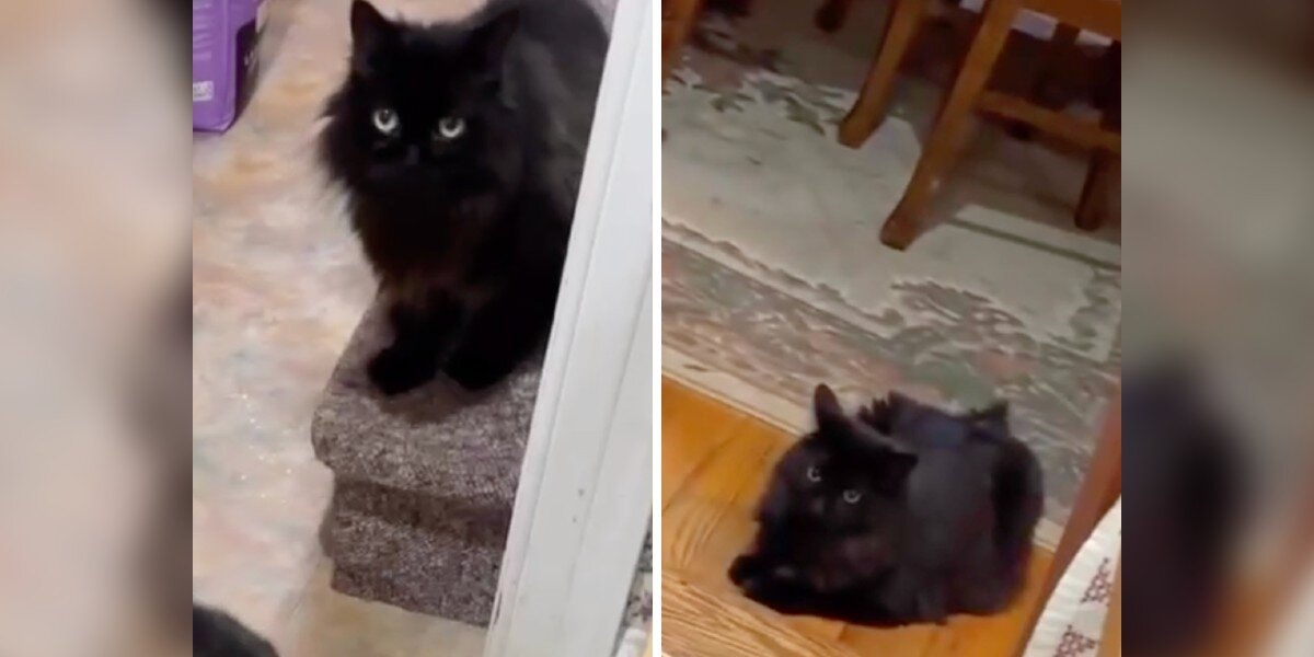 Pet Sitters Think They Lost a Cat — Then Realize They’ve Been Living With the Wrong One