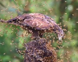 Fearless Bird Walks Straight Into a Wasp Swarm — and Acts Like It’s No Big Deal