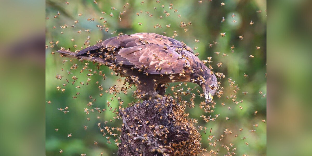 Fearless Bird Walks Straight Into a Wasp Swarm — and Acts Like It’s No Big Deal