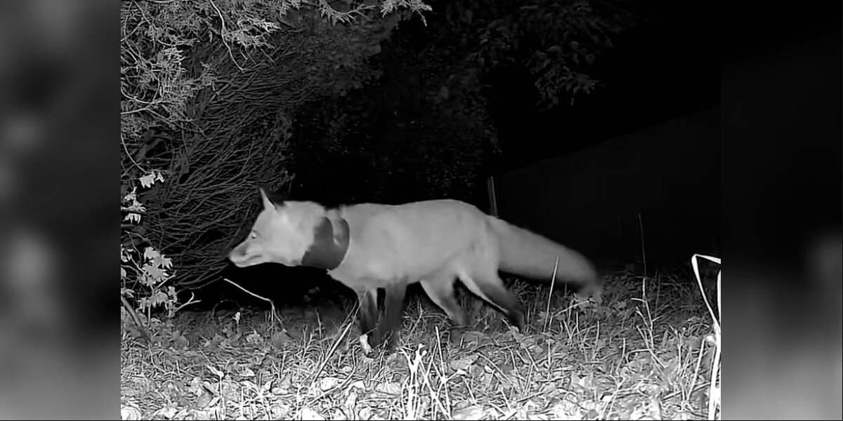 Woman Spots Fox With a Tube Around His Neck — and Realizes He Needs Help Fast
