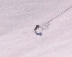 Photographer Captures a Rare, Playful Moment From One of the World’s Most Mysterious Big Cats