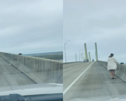 She Was Driving Home When She Saw Something Tiny Clinging To A Bridge — And She Knew She Had To Stop