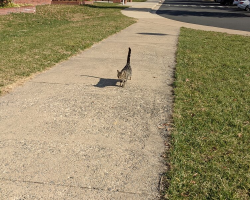 This Cat Walks Her Kids To School — And Keeps Trying To Sneak Inside With Them