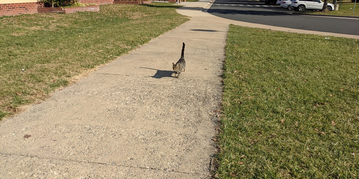 This Cat Walks Her Kids To School — And Keeps Trying To Sneak Inside With Them