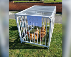 Someone Left These Two Hens On The Curb With A “Free” Sign — And The Reason Was Devastating