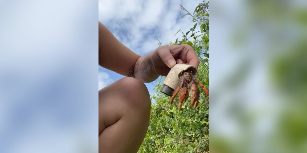 Woman Finds Hermit Crab Trapped In Plastic — And Gives Him The Home He Deserved