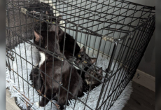 Dog Walker Watches Van Stop Suddenly — Then Sees A Crate Thrown Out With A Terrified Cat Family Inside