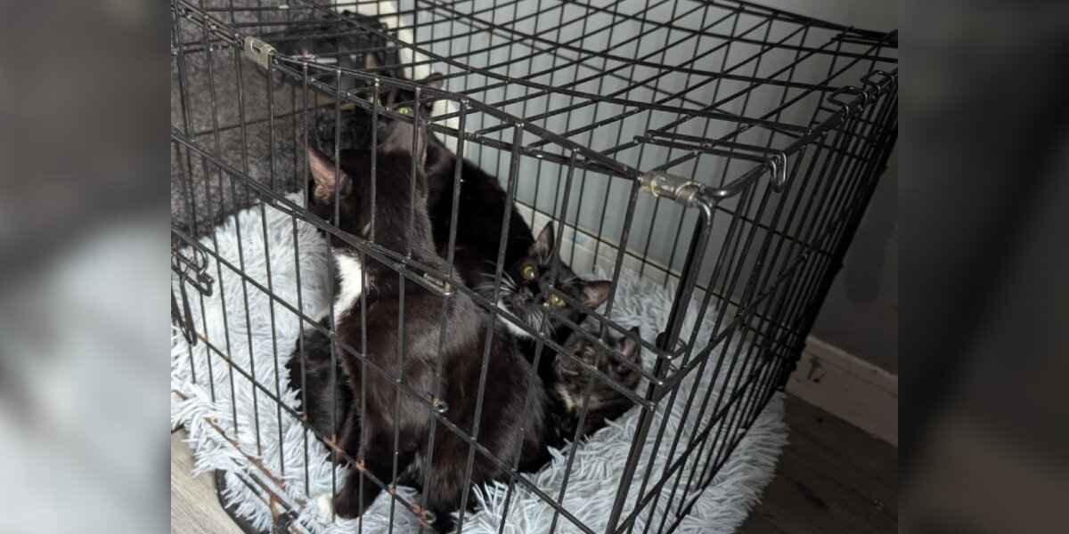 Dog Walker Watches Van Stop Suddenly — Then Sees A Crate Thrown Out With A Terrified Cat Family Inside