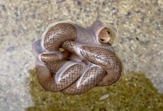 Veteran Snake Catcher Is Stunned After Discovering The Ingenious Way Trapped Snake Stayed Alive