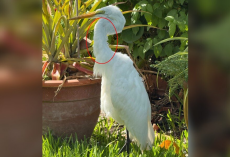 Man Watches Egret Stand Frozen For Hours — Then Sees A Snake Slither Out Of Her Mouth